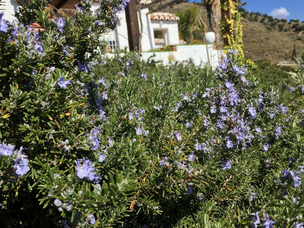 La Casa Del Burro Bed & Breakfast Нерха Екстериор снимка