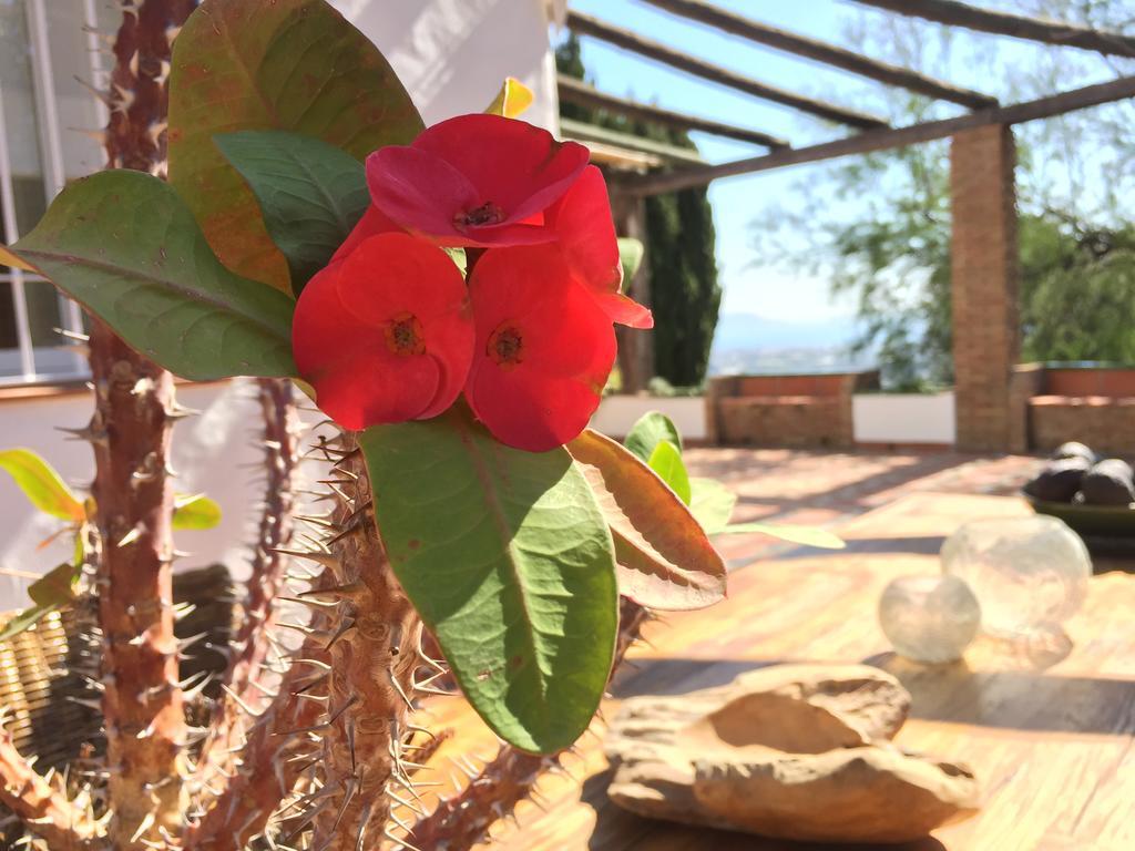 La Casa Del Burro Bed & Breakfast Нерха Екстериор снимка